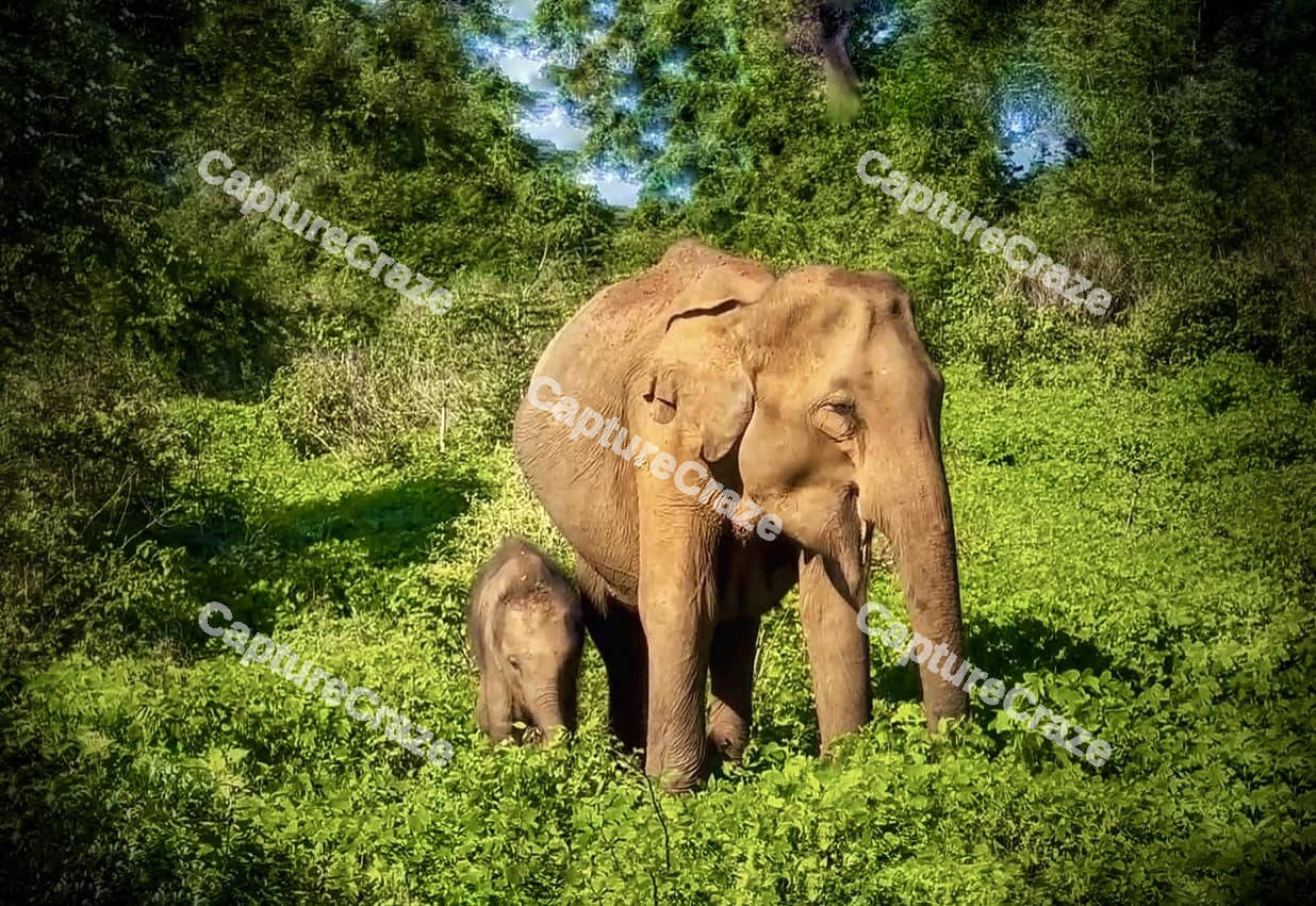 Elephant with baby